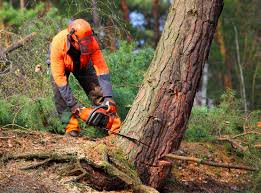 Best Tree Removal Services  in Mount Shasta, CA